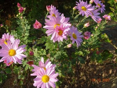 chrysanthemum Clara Curtis