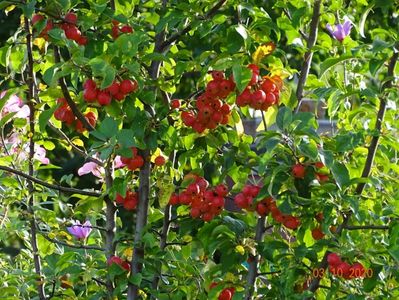 malus Red Sentinel