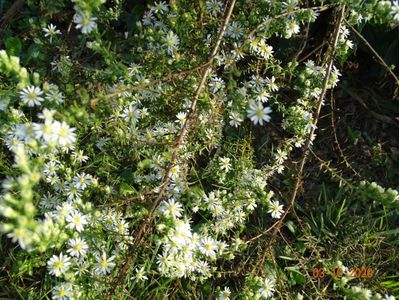 aster ericoides Schneetanne