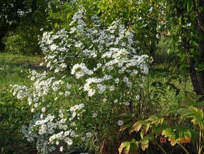 aster pringlei Monte Cassino