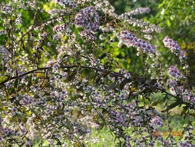 aster Lady in Black