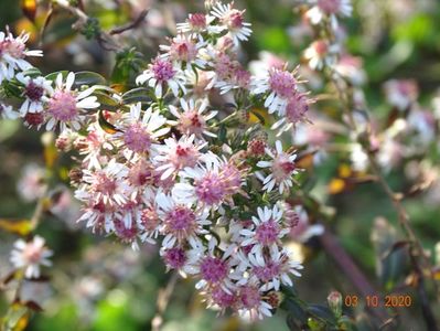 aster Lady in Black