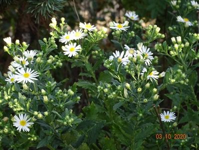 aster ageratoides Ashvi