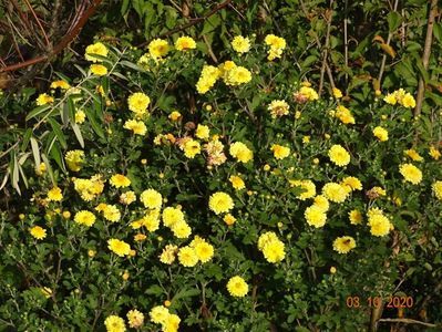 chrysanthemum Nantyderry Sunshine