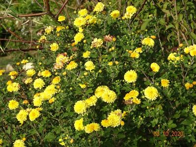 chrysanthemum Nantyderry Sunshine