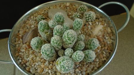 Grup de 3 Mammillaria vetula ssp. gracilis; replantate in 23 sept. 2020

M. vetula ssp. gracilis
M. vetula ssp. gracilis cv. Arizona snowcap
M. vetula ssp. gracilis cv. Oruga
