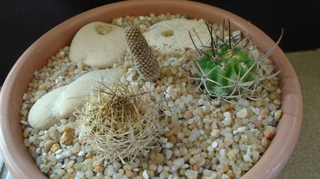 Grup de 3 cactusi; P. multicolorispinus = Eriosyce strausiana ssp. multicolorispinus
P. eriosyzioides = Eriosyce kunzei
Thelo. (Eriosyce) napina v. duripulpa
