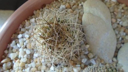 Pyrrhocactus eriosyzioides (Eriosyce kunzei)