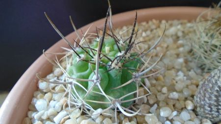 Pyrrhocactus multicolorispinus (Eriosyce strausiana ssp. multicolorispinus)