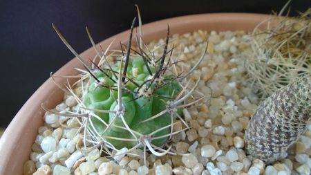 Pyrrhocactus multicolorispinus (Eriosyce strausiana ssp. multicolorispinus)