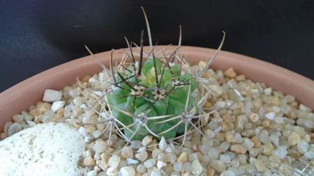 Pyrrhocactus multicolorispinus (Eriosyce strausiana ssp. multicolorispinus)