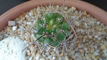 Pyrrhocactus multicolorispinus (Eriosyce strausiana ssp. multicolorispinus)