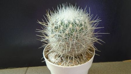 Thelocactus macdowellii