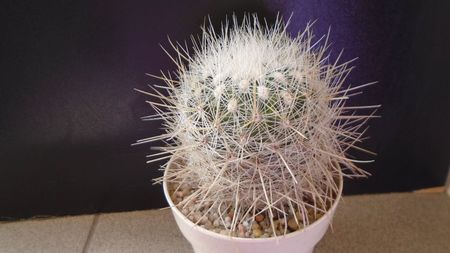 Thelocactus macdowellii