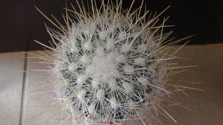 Thelocactus macdowellii