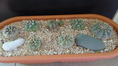 Grup de 7 Gymnocalycium; G. sutterianum = G. capillaense
G. quehlianum  
G. aff. moroense
G. nataliae
G. capillense v. sigelianum
G. aff. frankianum = G. kieslingii
G. andreae
