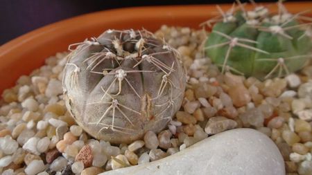 Gymnocalycium nataliae