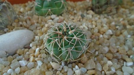 Gymnocalycium capillense v. sigelianum