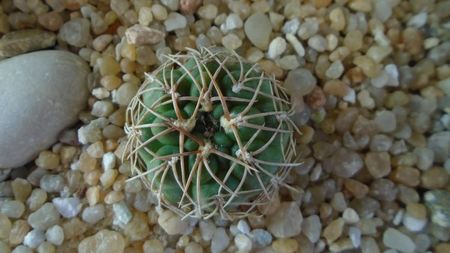 Gymnocalycium capillense v. sigelianum