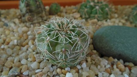 Gymnocalycium aff. frankianum (Gymnocalycium kieslingii)