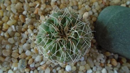 Gymnocalycium aff. frankianum (Gymnocalycium kieslingii)