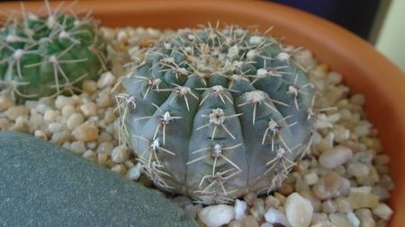 Gymnocalycium quehlianum