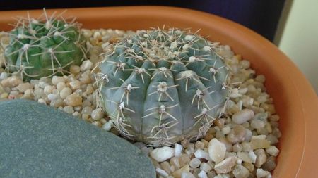 Gymnocalycium quehlianum