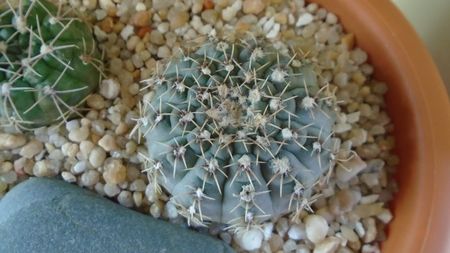 Gymnocalycium quehlianum