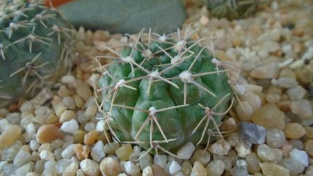 Gymnocalycium aff. moroense