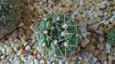 Gymnocalycium aff. moroense