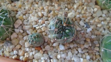 Gymnocalycium andreae