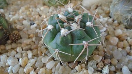 Gymnocalycium sutterianum (Gymnocalycium capillaense)