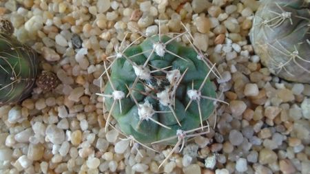 Gymnocalycium sutterianum (Gymnocalycium capillaense)