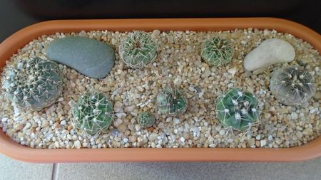 Grup de 7 Gymnocalycium; G. sutterianum = G. capillaense
G. quehlianum  
G. aff. moroense
G. nataliae
G. capillense v. sigelianum
G. aff. frankianum = G. kieslingii
G. andreae
