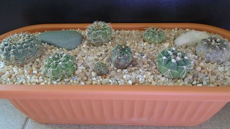 Grup de 7 Gymnocalycium; G. sutterianum = G. capillaense
G. quehlianum  
G. aff. moroense
G. nataliae
G. capillense v. sigelianum
G. aff. frankianum = G. kieslingii
G. andreae
