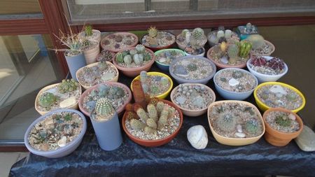 7 oct. 2020 - Cactusii mici (gradinita) afara pe furtuna