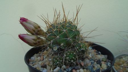 Lobivia aculeata (Echinopsis pentlandii)