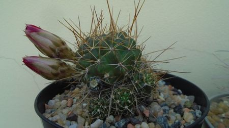 Lobivia aculeata (Echinopsis pentlandii)