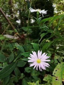 Aster dumosus Micurka