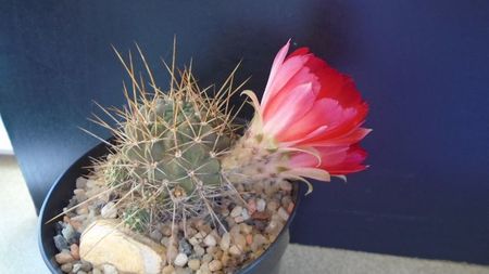 Lobivia aculeata (Echinopsis pentlandii)