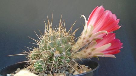 Lobivia aculeata (Echinopsis pentlandii)