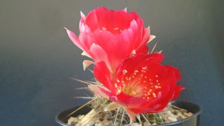 Lobivia aculeata (Echinopsis pentlandii)