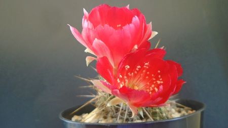 Lobivia aculeata (Echinopsis pentlandii)