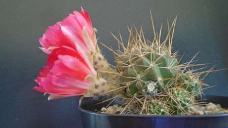 Lobivia aculeata (Echinopsis pentlandii)