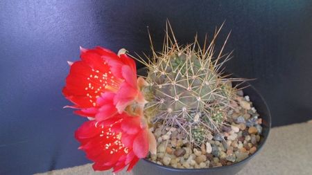 Lobivia aculeata (Echinopsis pentlandii); Lobivia aculeata = Echinopsis pentlandii
