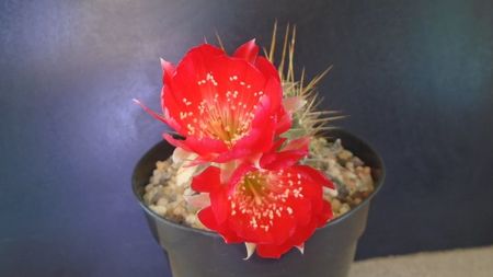 Lobivia aculeata (Echinopsis pentlandii)