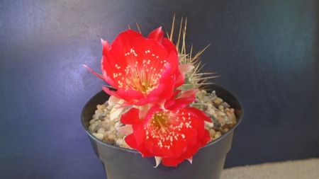 Lobivia aculeata (Echinopsis pentlandii)