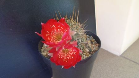 Lobivia aculeata (Echinopsis pentlandii)