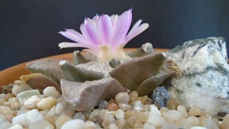 Ariocarpus hb. (retusus x fissuratus)