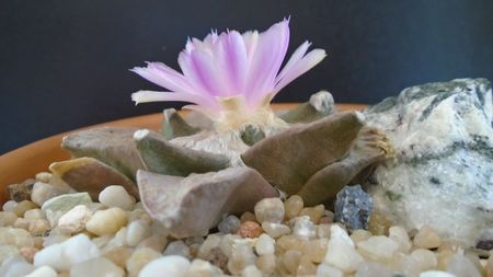 Ariocarpus hb. (retusus x fissuratus)